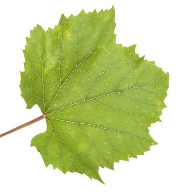 Yeşil üzüm yaprağı. Beyaz arka plan üzerinde izole