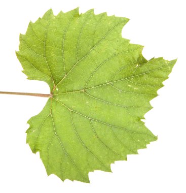 Yeşil üzüm yaprağı. Beyaz arka plan üzerinde izole