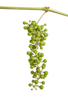 Genç üzüm asma üzerinde. Beyaz arka plan üzerinde izole