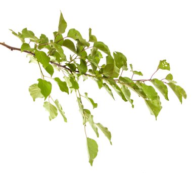 Beyaz arka plan üzerinde izole kayısı ağacı dalı