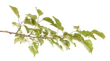 Beyaz arka plan üzerinde izole kayısı ağacı dalı