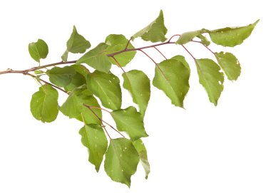 Beyaz arka plan üzerinde izole kayısı ağacı dalı