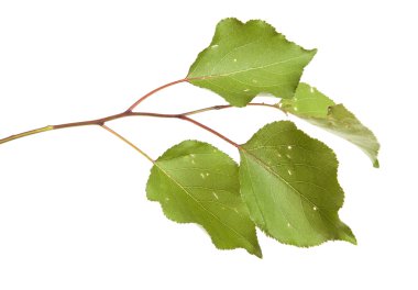 Beyaz arka plan üzerinde izole kayısı ağacı dalı