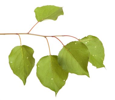 Beyaz arka plan üzerinde izole kayısı ağacı dalı