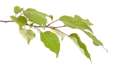 Beyaz arka plan üzerinde izole kayısı ağacı dalı