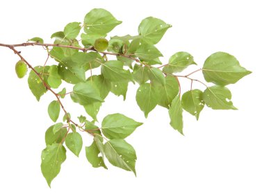 Beyaz arka plan üzerinde izole kayısı ağacı dalı