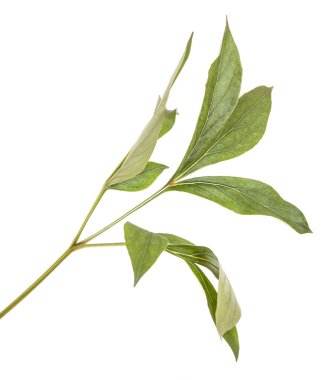 Yeşil yapraklı şakayık çalısı. beyaz arkaplanda izole