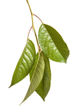 Beyaz arka plan üzerinde izole kiraz ağacı dalı