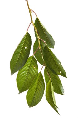 Beyaz arka plan üzerinde izole kiraz ağacı dalı