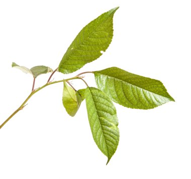 Beyaz arka plan üzerinde izole kiraz ağacı dalı