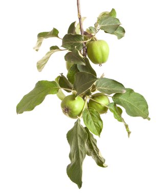 olgunlaşmamış yeşil elma ile elma ağacı dalı. izole üzerinde beyaz ba