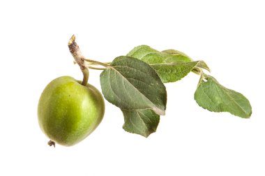 olgunlaşmamış yeşil elma ile elma ağacı dalı. izole üzerinde beyaz ba