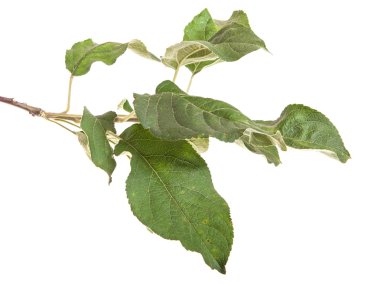 yeşil yaprakları ile elma ağacı dalı. Beyaz adam izole