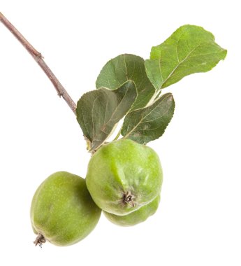 olgunlaşmamış yeşil elma ile elma ağacı dalı. izole üzerinde beyaz ba