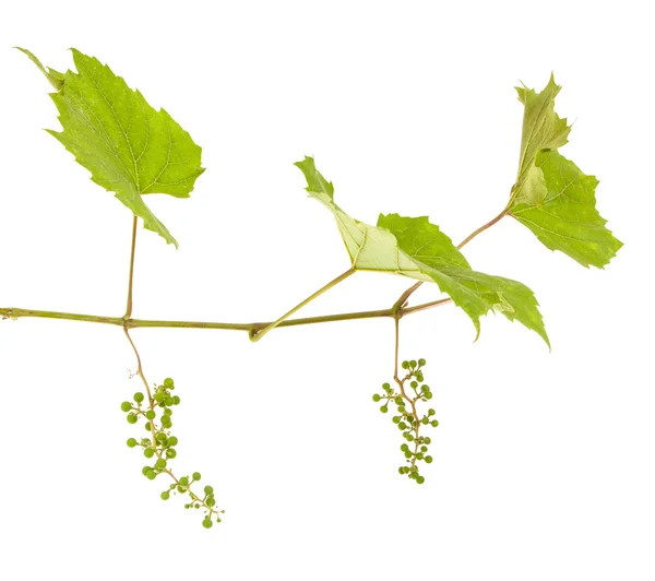 Young grapes on a vine with leaves. isolated on white background — Stock Photo, Image