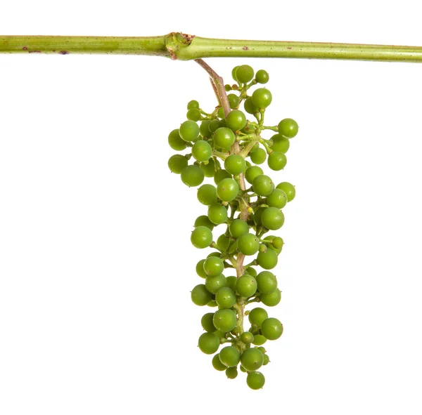 Молодий виноград на лозі. ізольовані на білому фоні — стокове фото