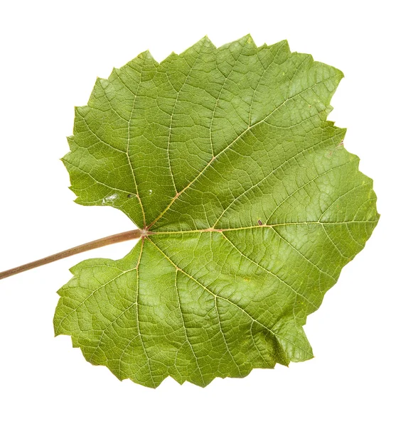 Зелений виноградний лист. ізольовані на білому фоні — стокове фото