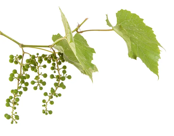 Uvas jovens em uma videira com folhas. isolado em fundo branco — Fotografia de Stock