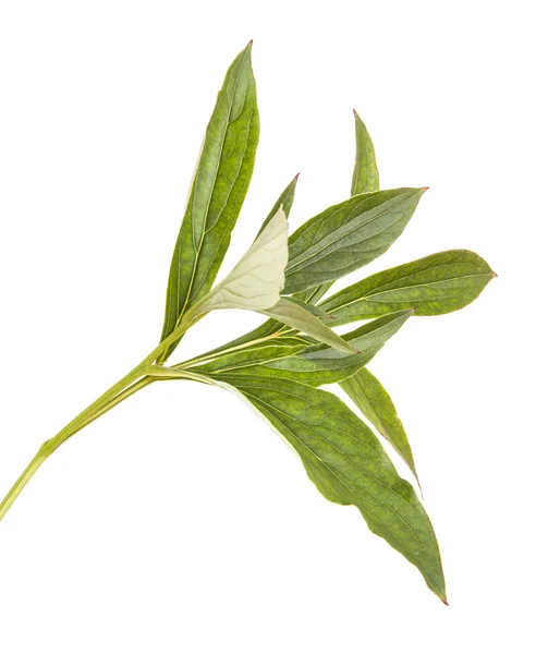 Foglie verdi peonia cespuglio. isolato su sfondo bianco — Foto Stock