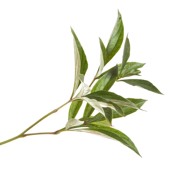 Grüne Blätter Pfingstrosenstrauch. isoliert auf weißem Hintergrund — Stockfoto