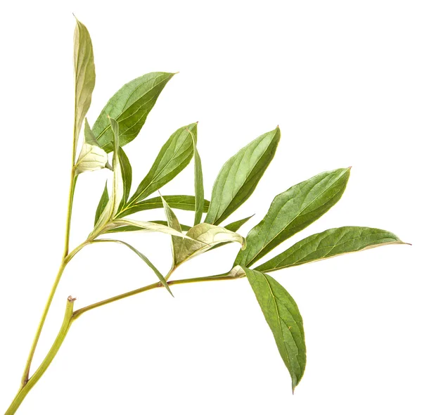 Foglie verdi peonia cespuglio. isolato su sfondo bianco — Foto Stock
