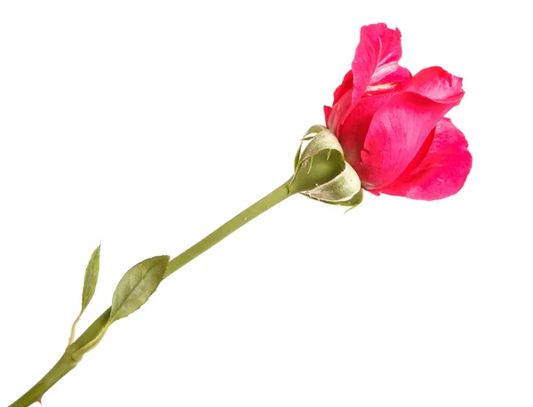Větev červené růže izolované na bílém pozadí — Stock fotografie