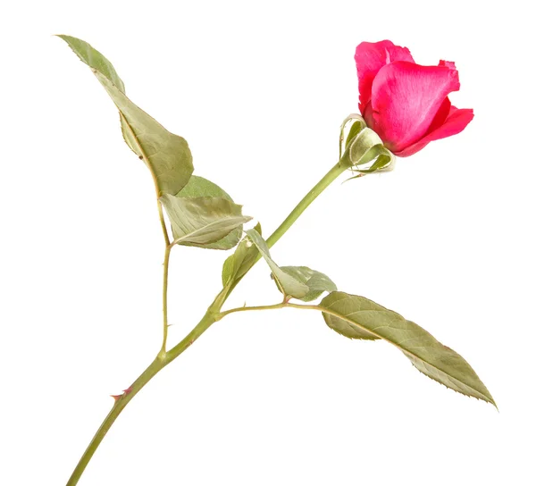 Gałąź czerwonej róży odizolowana na białym tle — Zdjęcie stockowe