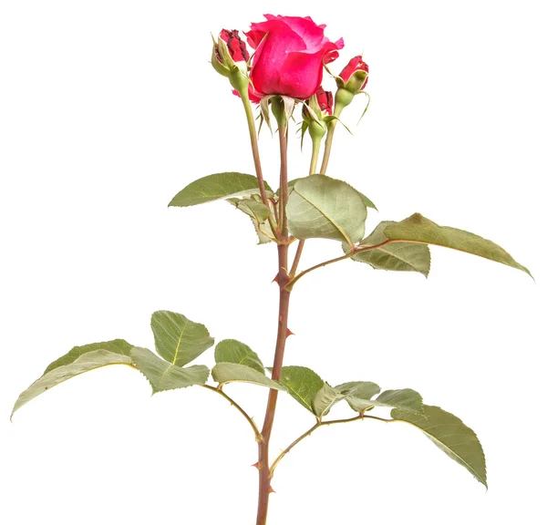 Κλαδί του κόκκινου τριαντάφυλλου απομονωμένο σε λευκό φόντο — Φωτογραφία Αρχείου