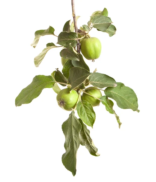 Μηλιά υποκατάστημα με άγουρα πράσινα μήλα. απομονώνονται σε λευκό ΒΑ — Φωτογραφία Αρχείου