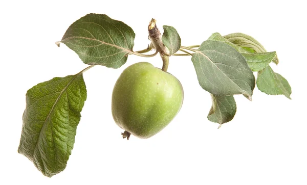 Rama de manzano con manzanas verdes inmaduras. aislado en ba blanca —  Fotos de Stock