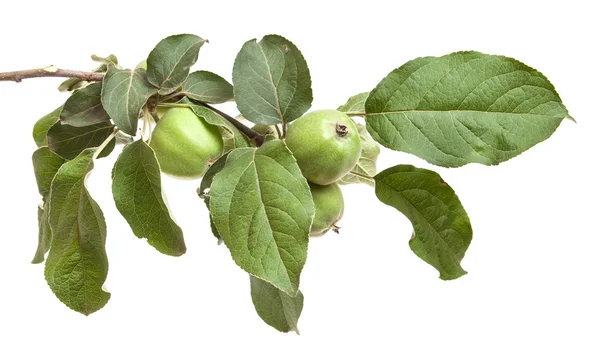 Apple-trädgren med omogna gröna äpplen. isolerad på vit ba — Stockfoto