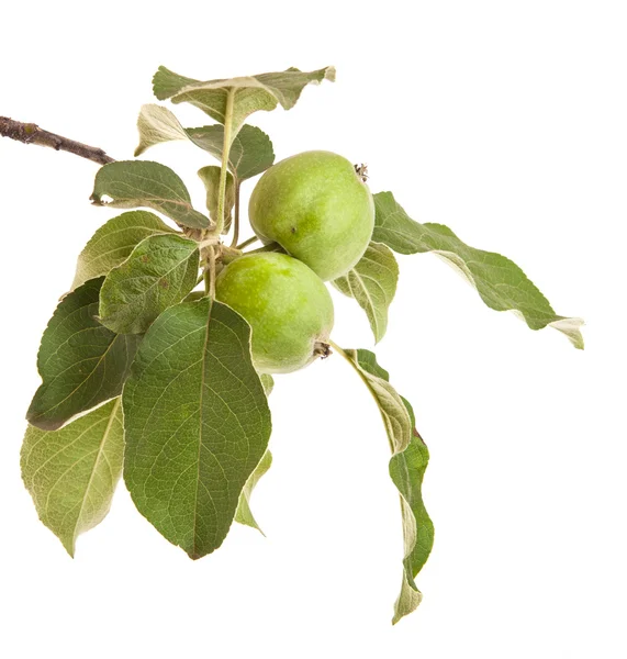 Rama de manzano con manzanas verdes inmaduras. aislado en ba blanca — Foto de Stock