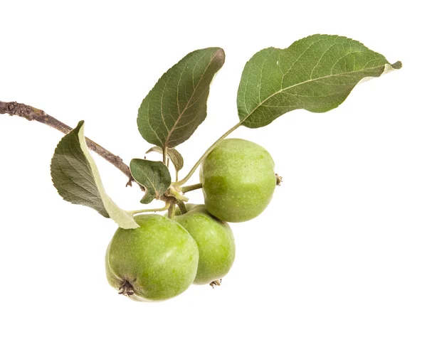 Apple-trädgren med omogna gröna äpplen. isolerad på vit ba — Stockfoto