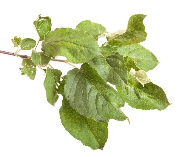 Jabłoń oddział z zielonych liści. na białym tle na białym tle — Zdjęcie stockowe