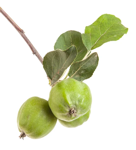 Apple-tree branch with unripe green apples. isolated on white ba — Stock Photo, Image