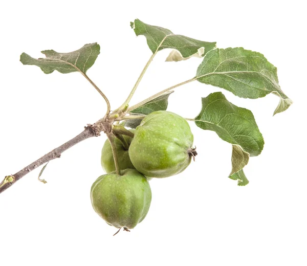 Rama de manzano con manzanas verdes inmaduras. aislado en ba blanca —  Fotos de Stock