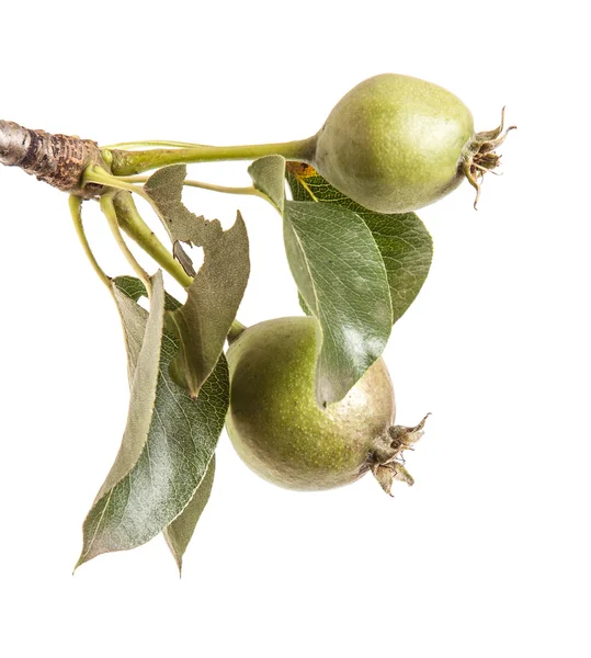 Päron trädgren med omogna frukter. isolerad på vit bakgrund — Stockfoto
