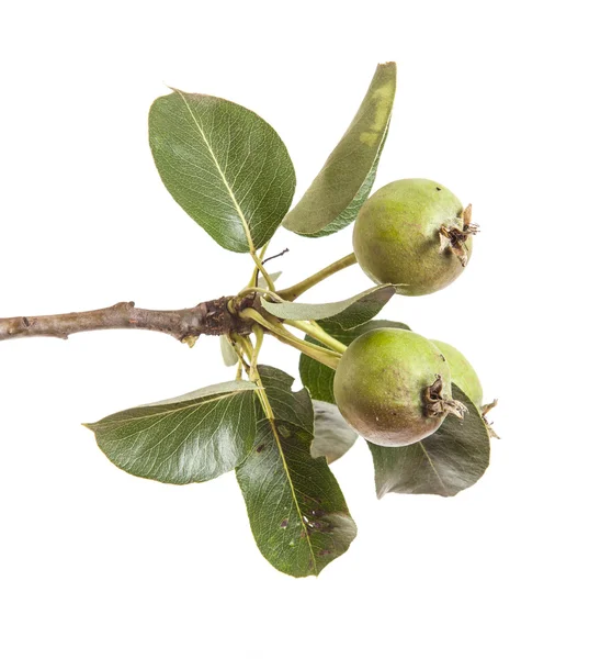 Birnenzweig mit unreifen Früchten. isoliert auf weißem Hintergrund — Stockfoto