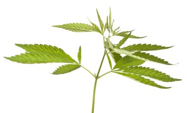 Beyaz arka plan üzerinde izole bush esrar