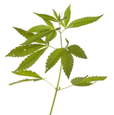 Beyaz arka plan üzerinde izole bush esrar