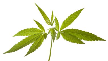 Beyaz arka plan üzerinde izole bush esrar