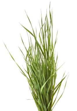 Beyaz arka plan üzerinde izole yeşil çim demeti