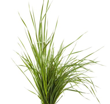 Beyaz arka plan üzerinde izole yeşil çim demeti