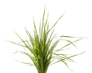 Beyaz arka plan üzerinde izole yeşil çim demeti