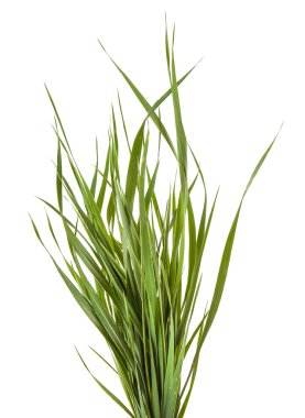 Beyaz arka plan üzerinde izole yeşil çim demeti