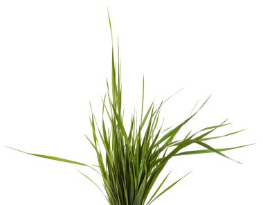 Beyaz arka plan üzerinde izole yeşil çim demeti