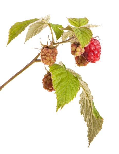 Ripe raspberry on a branch with leaves. isolated on white backgr — Stock Photo, Image