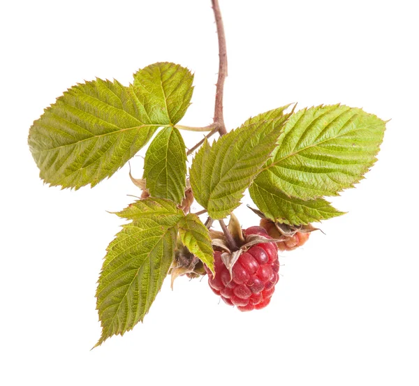 Ripe raspberry on a branch with leaves. isolated on white backgr — Stock Photo, Image