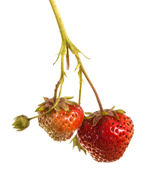 Un mazzo di fragole sul germe. Su sfondo bianco — Foto Stock