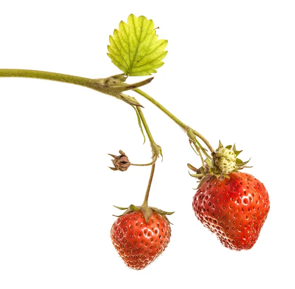 Bunch of strawberries on the germ. On a white background — Stock Photo, Image